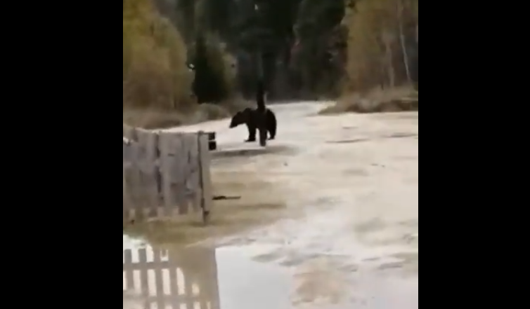 Рядом с колонией в Коми появился «медведь-надзиратель» (видео)