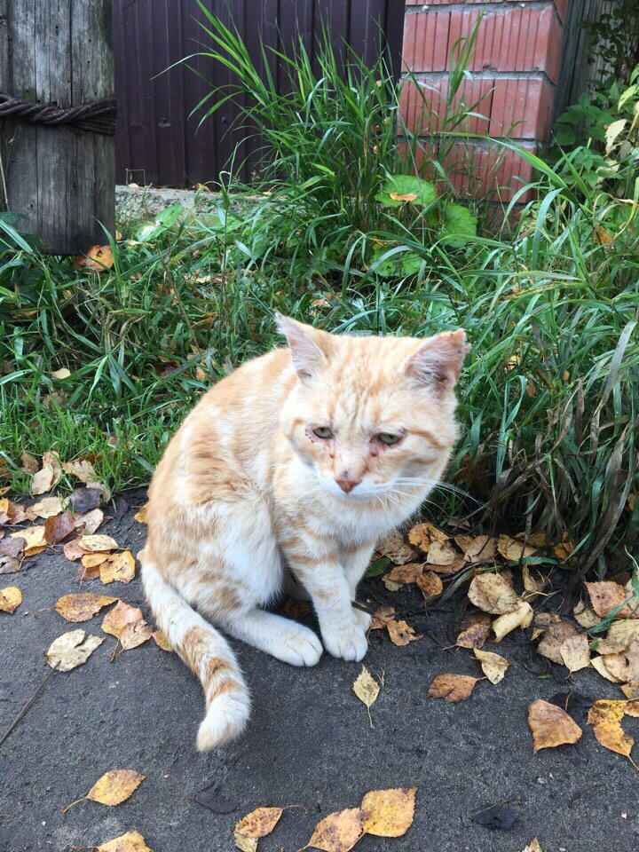 В Сыктывкаре живодеры расстреляли кота: питомца спасла женщина