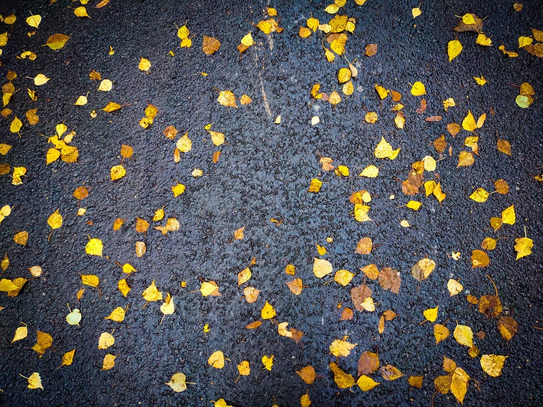 Фото дня в Сыктывкаре: золотые листья на черном холсте асфальта