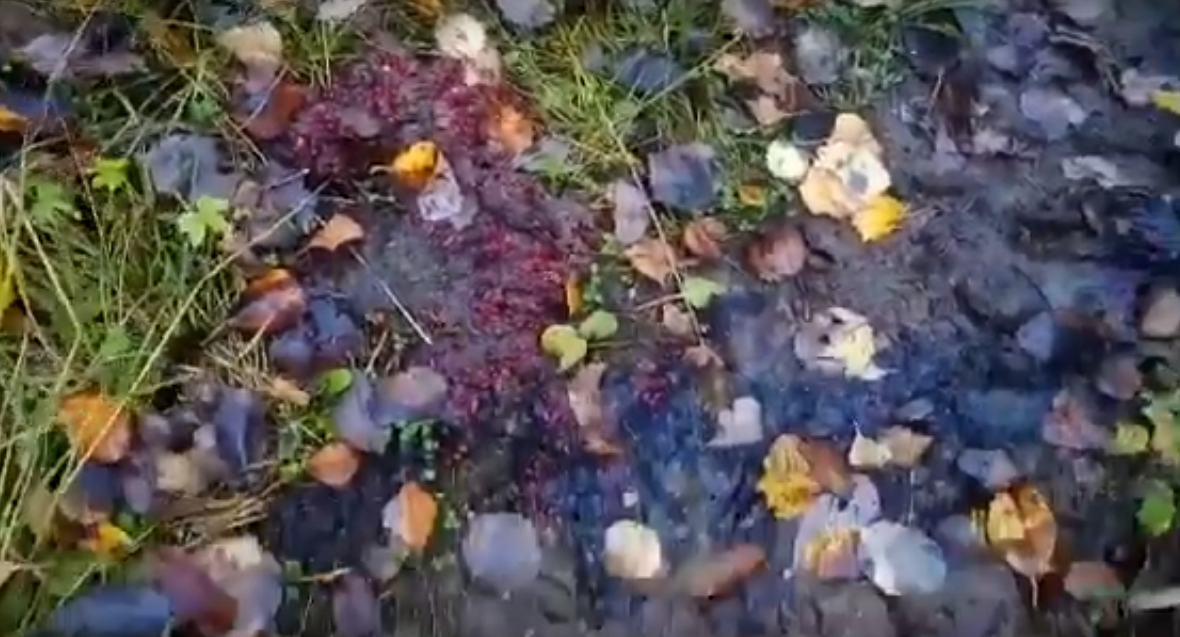 Сыктывкарец нашел следы медведя, который преследовал его на лесной дороге