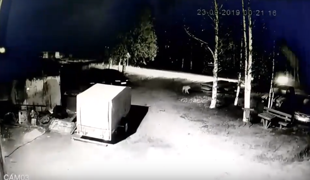 В Коми возле дома детского творчества рыщут волки (видео)