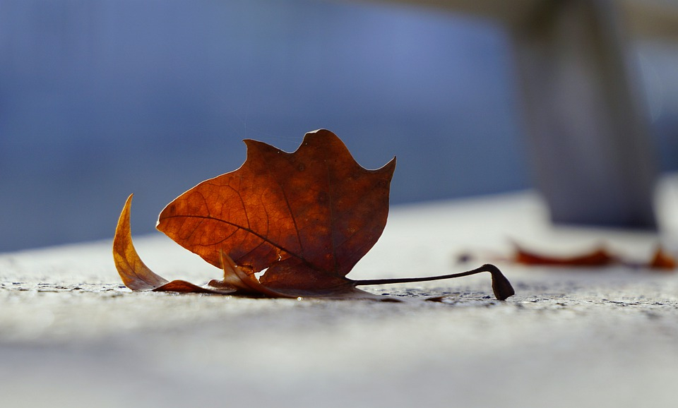 Погода в Сыктывкаре на 28 сентября: нулевые температуры и слабые дожди