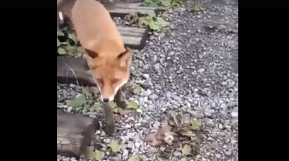 В Сыктывкаре рыжая лиса клянчила еду у горожан (видео)