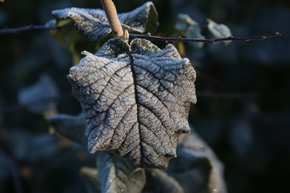 Погода в Сыктывкаре на 7 октября: утренние снегопады и холодный ветер