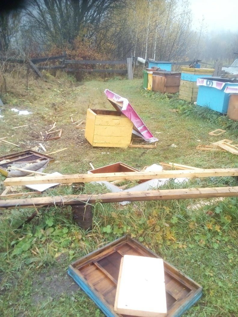 В Коми медведи ворвались на пасеку и разорили ее