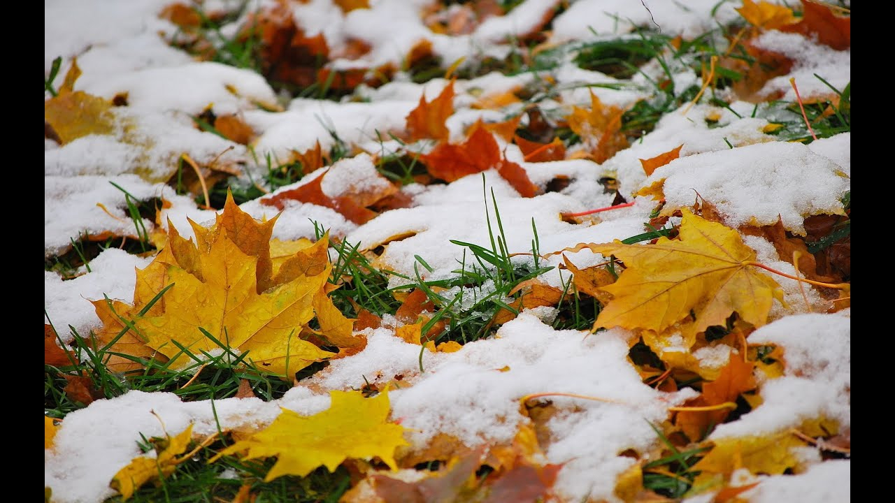 Погода в Сыктывкаре на 8 октября: немного дождя, снега и сильный ветер
