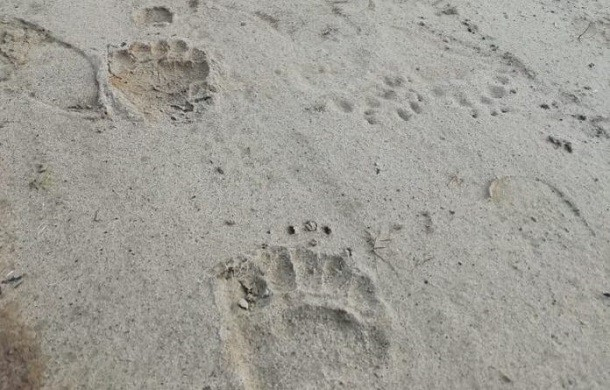 На кладбище в Коми нашли следы огромного медведя (фото)