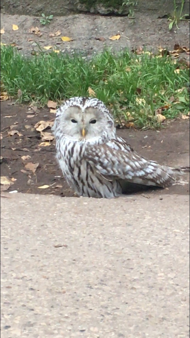 «Обалдеть! Это кто?»: сыктывкарцы в центре города заметили большую сову (видео)