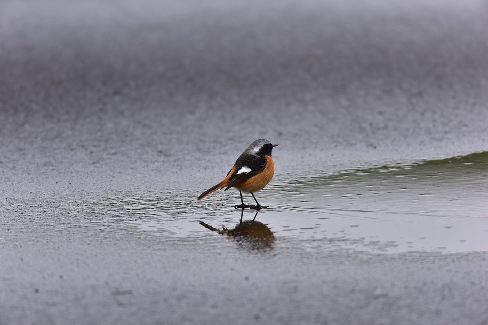 Погода в Сыктывкаре на 14 октября: тепло, но дождливо