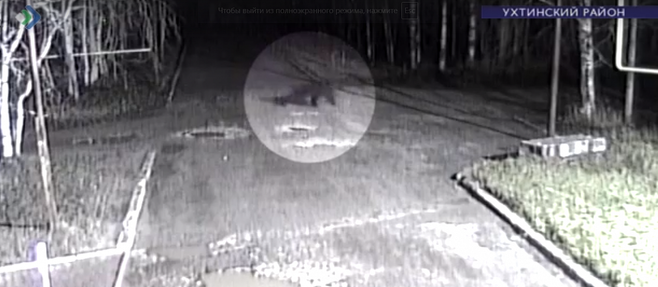 В поселке Коми охранник вышел подмести улицу и столкнулся с медведем (видео)