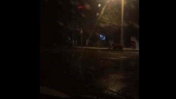 По центру города в Коми носился огромный медведь (видео)