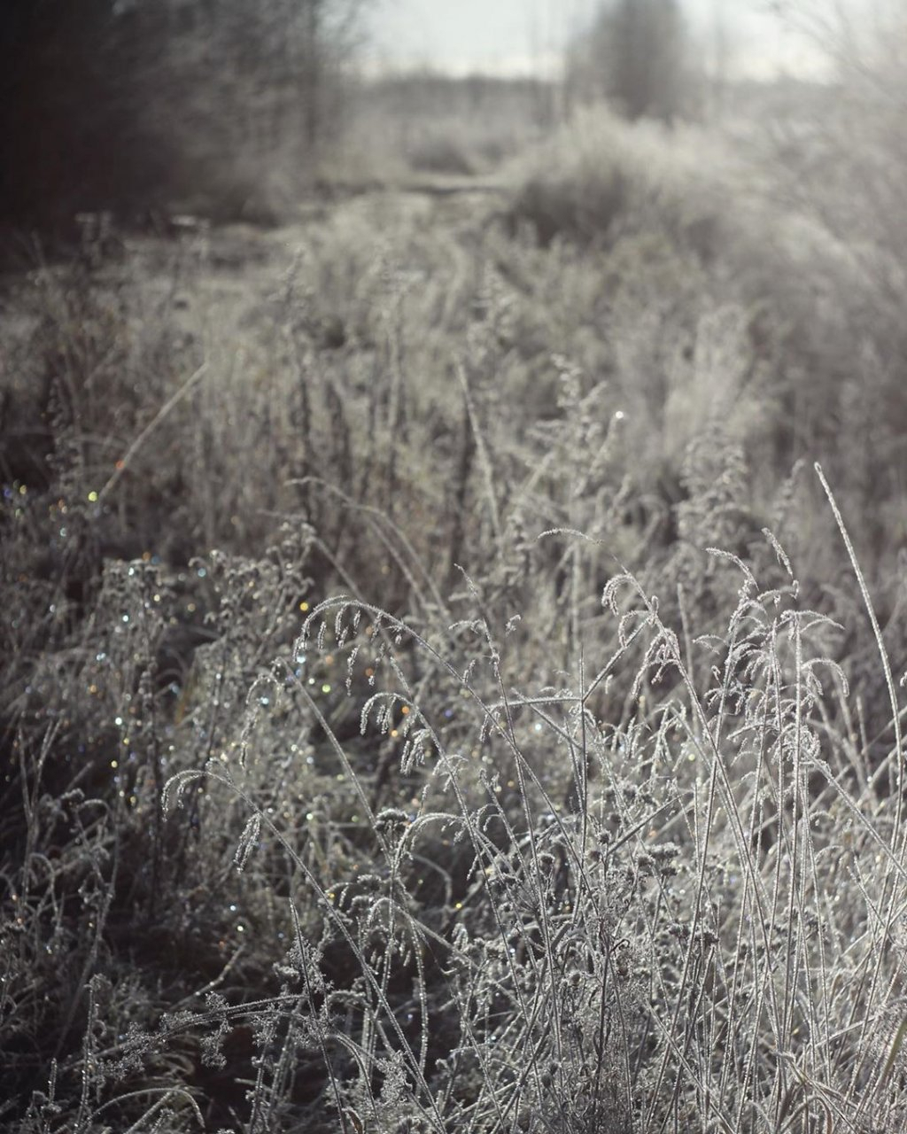 Фото дня: искрящееся серебром утро под Сыктывкаром