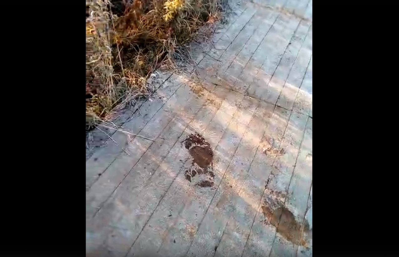 «Вот так и ходи по ночам»: в Коми по центру города рыщет медведь