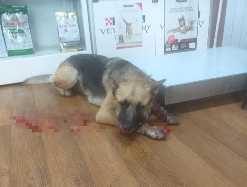 «Мы думали, что не спасем ее»: ветеринары рассказали, как вытаскивали с того света умиравшую собаку