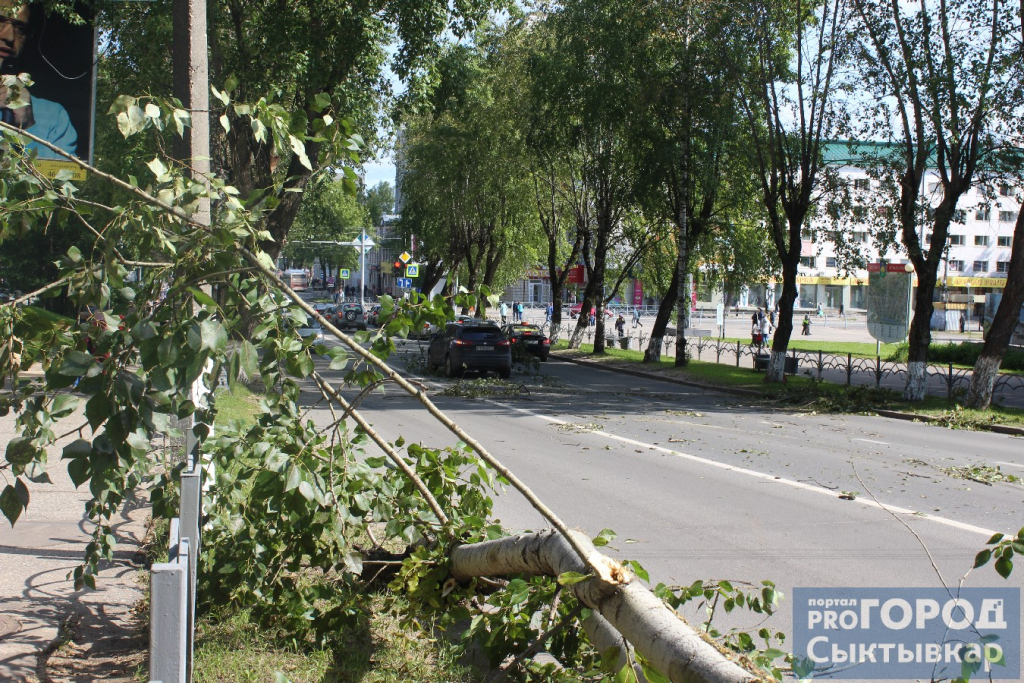В Сыктывкаре потратят 150 тысяч рублей, чтобы обрезать тополя