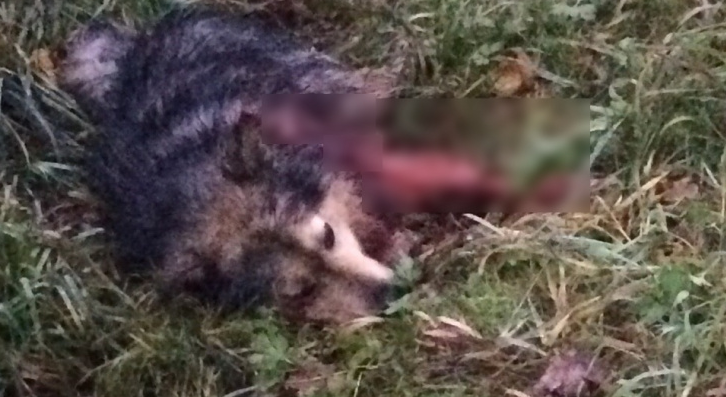 Мужчине, который до смерти забил собаку в Коми, грозит 5 лет заключения