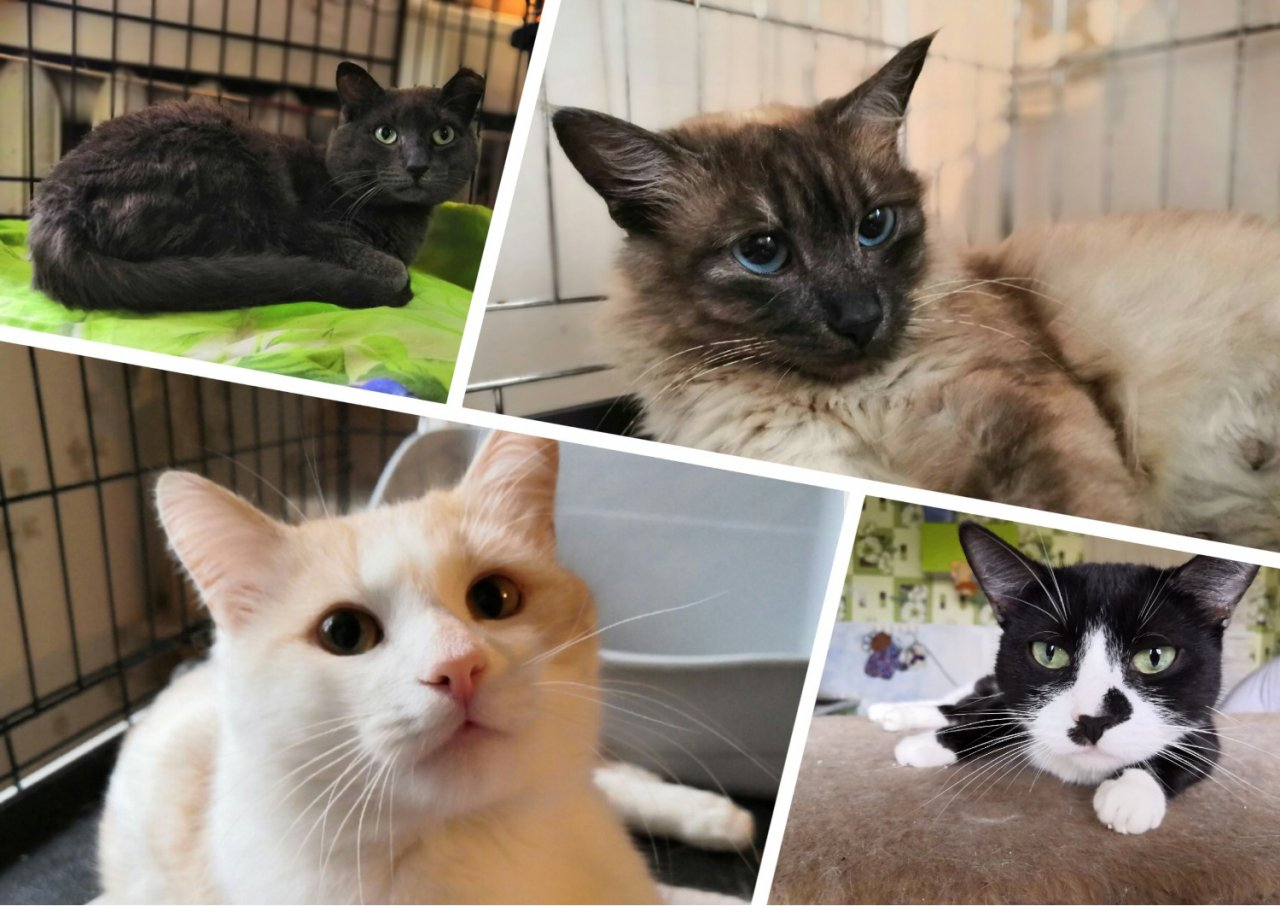 Брутальный Ермак, утонченная Лира и ласковый Изюмчик: четыре котика ищут хозяев в Сыктывкаре