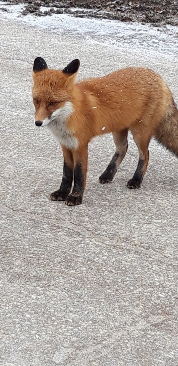 Фото дня: пушистая лисица попрошайничает около завода в Сыктывкаре