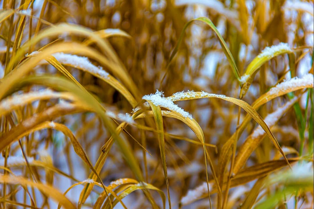 Фото дня от сыктывкарки: легкие снежинки на увядающей траве