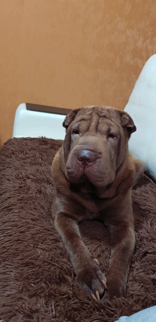 В Сыктывкаре волки разорвали собаку на глазах у ребенка