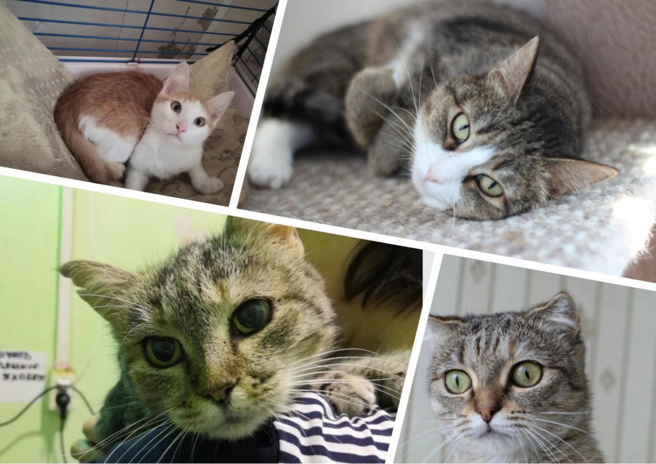 Величественная Ирма, задумчивая Лемурия и игривый Ванечка: котики из приюта ищут хозяев в Сыктывкаре