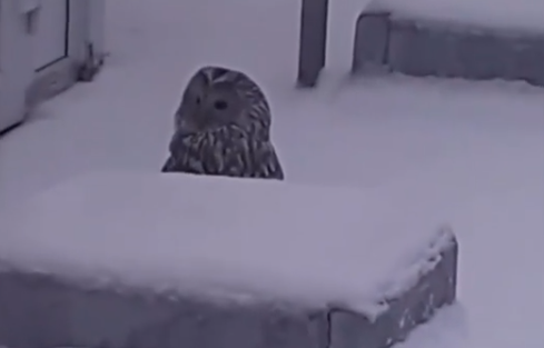 Сыктывкарцы заметили в городе необычную птицу (видео)