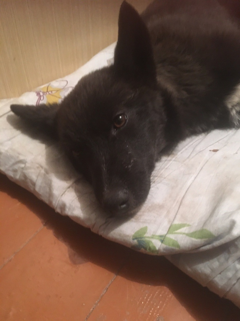 Жители Коми спасают щенка, который попал под поезд (видео)