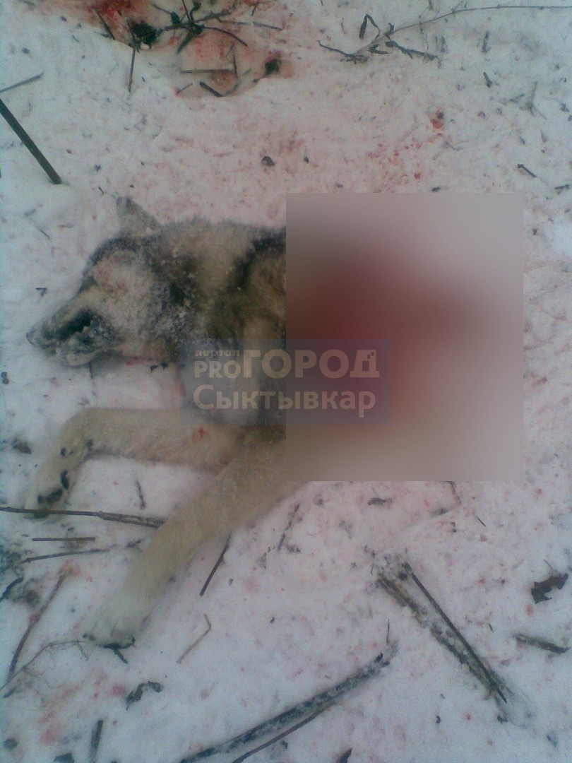 Под Сыктывкаром волки разорвали собаку напополам (фото)