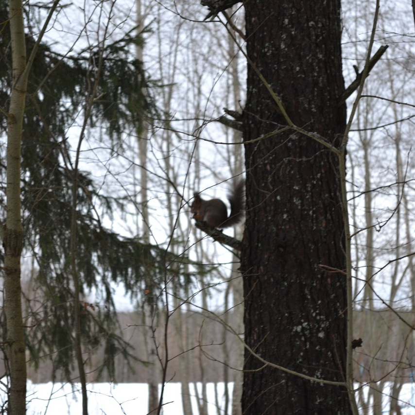 Погода в Сыктывкаре 17 ноября: тепло и снежно