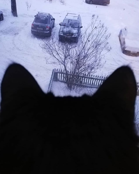 Фото дня в Сыктывкаре: «Наглые птицы под моим окном»