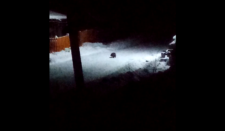 В одном из сел Коми заметили загадочное животное (видео)