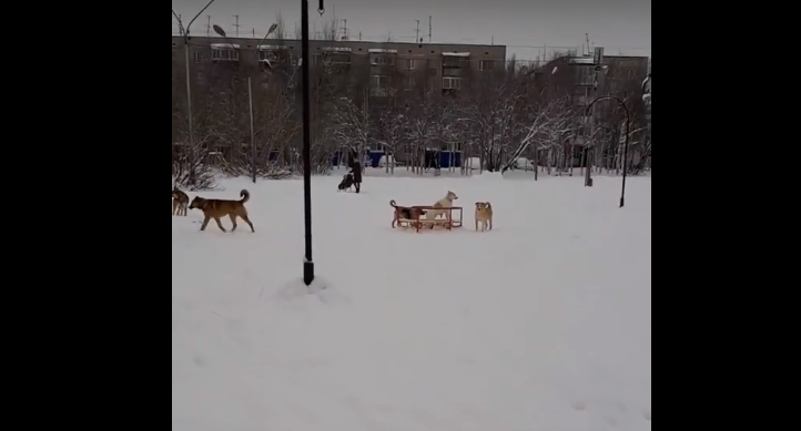 В Коми на детей набросилась стая бродячих собак (видео)