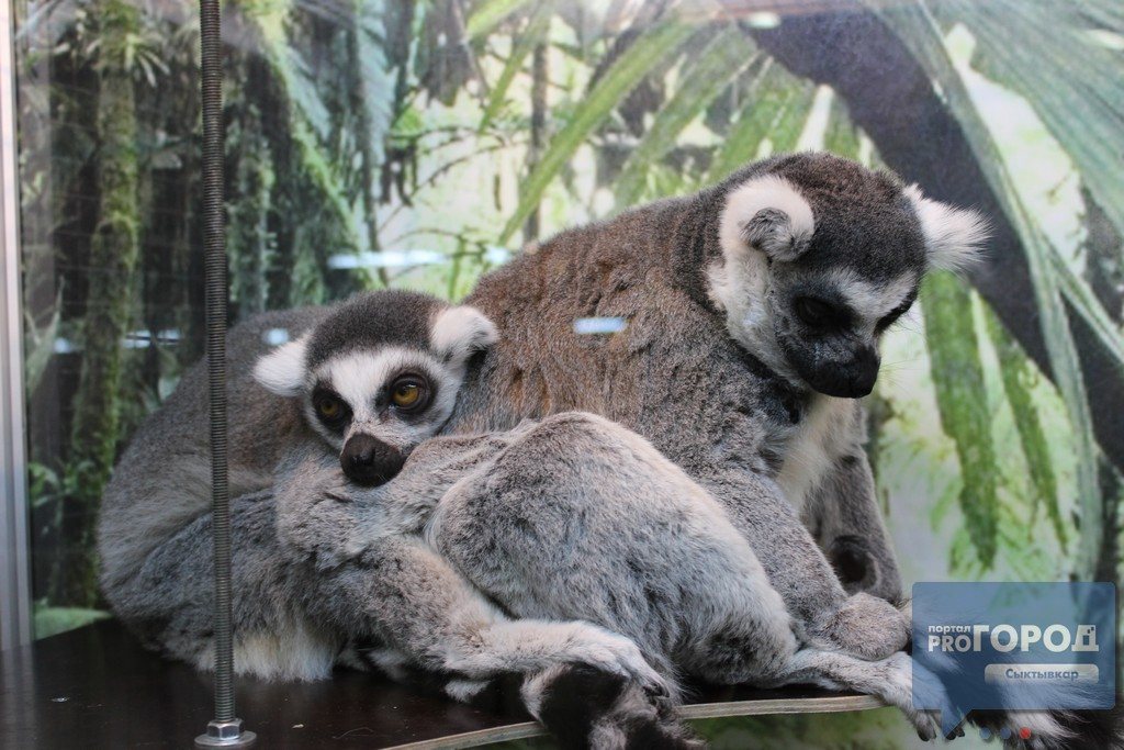 Стало известно, когда запретят контактные зоопарки в России