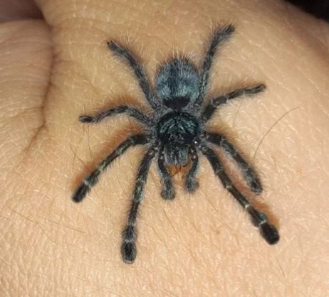 Огромные пауки и шипящие тараканы: каких необычных животных продают сыктывкарцы