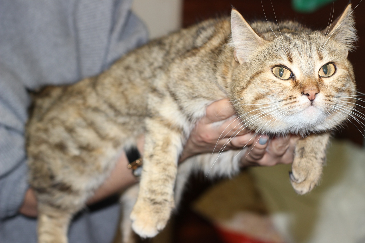 Милая Рыся, мягкая Берта и своенравная Жужа: животные из приюта ищут новый дом в Сыктывкаре