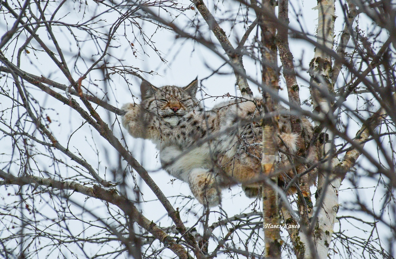 В селе Коми рысь залезла на дерево и уснула у всех на виду (фото)