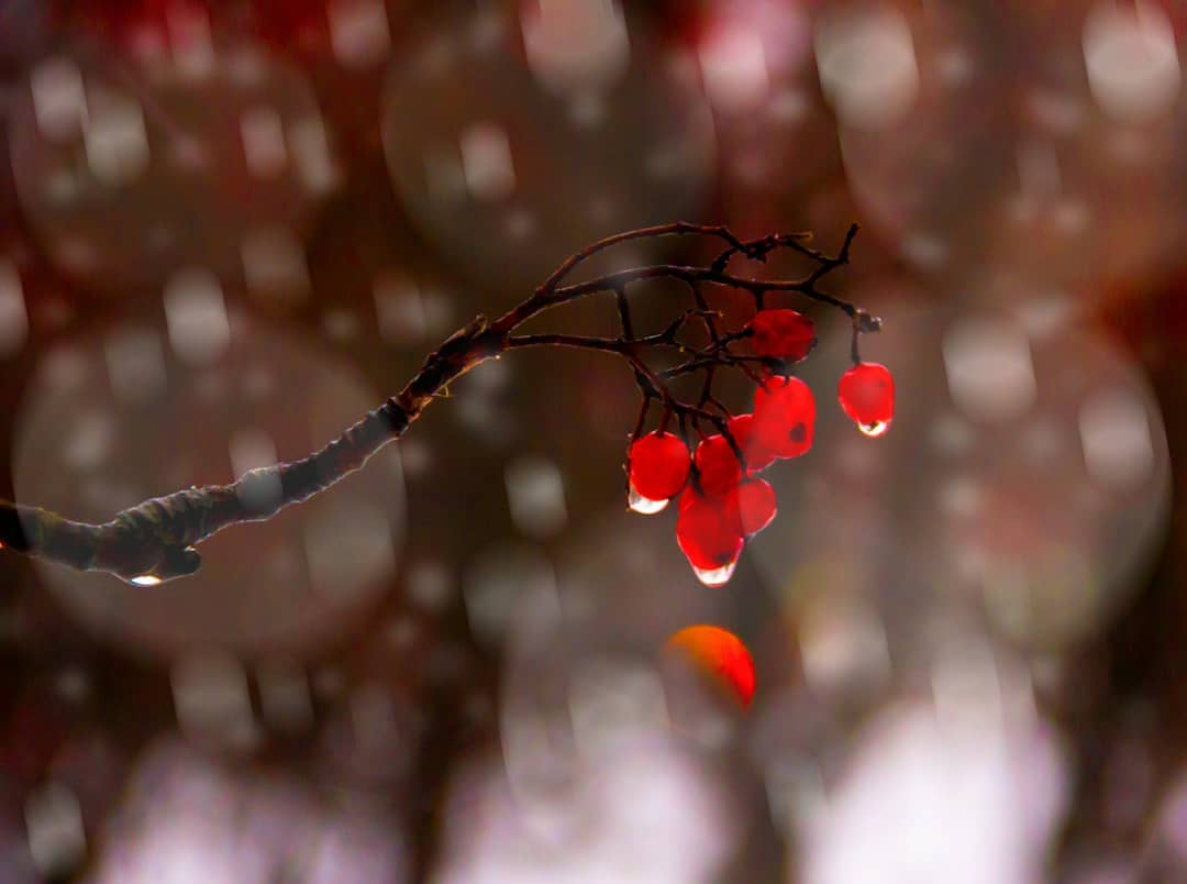 Фото дня: алая рябина на фоне сыктывкарского снегопада