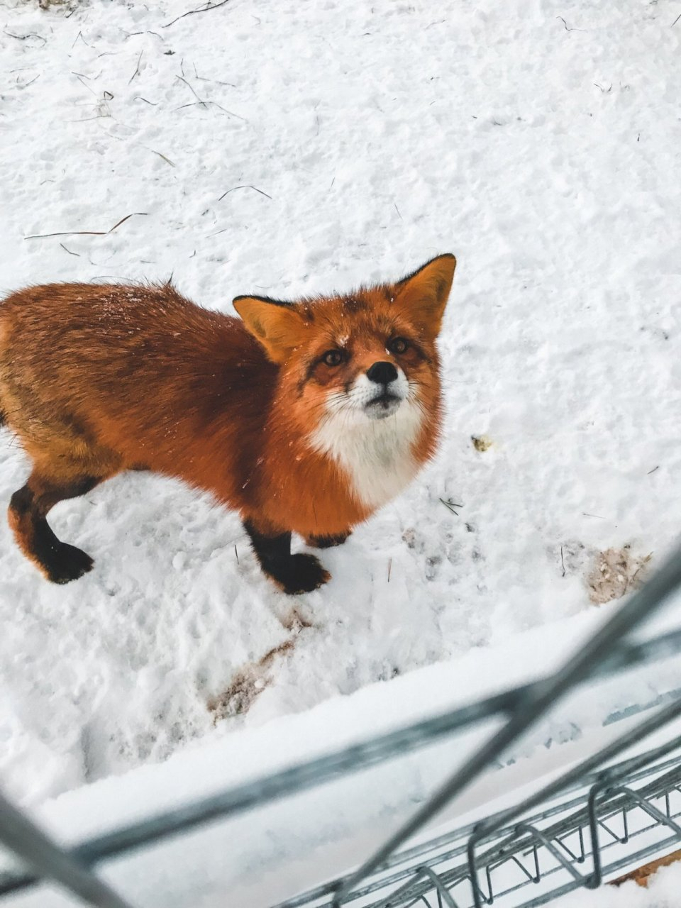 Фото дня: лесная рыжая бестия просит угощение