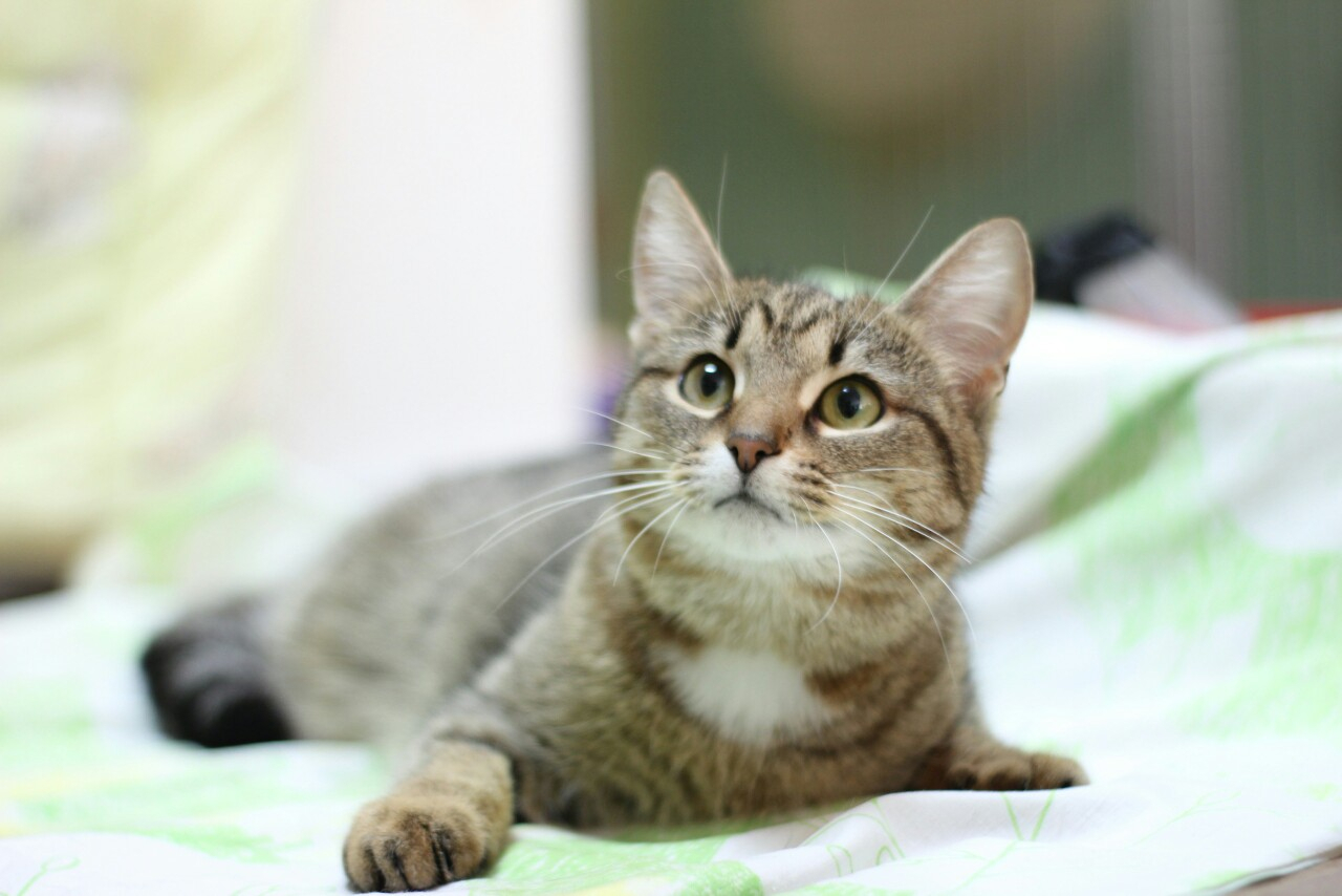 Суровый Тайсон, грустный Шархан и милая Луна-Уна: животные из приюта ищут новый дом в Сыктывкаре