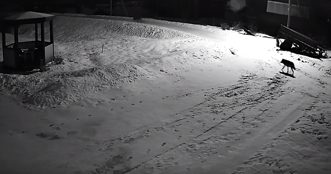 В Коми стая волков проникла в село под покровом ночи (видео)