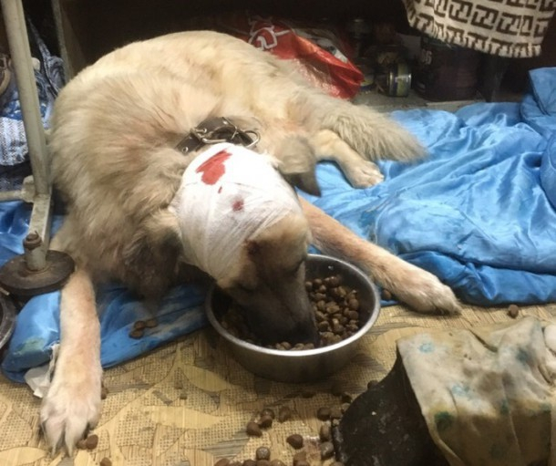 Жителю Коми, который бегал за собакой с ножом, грозит пять лет колонии