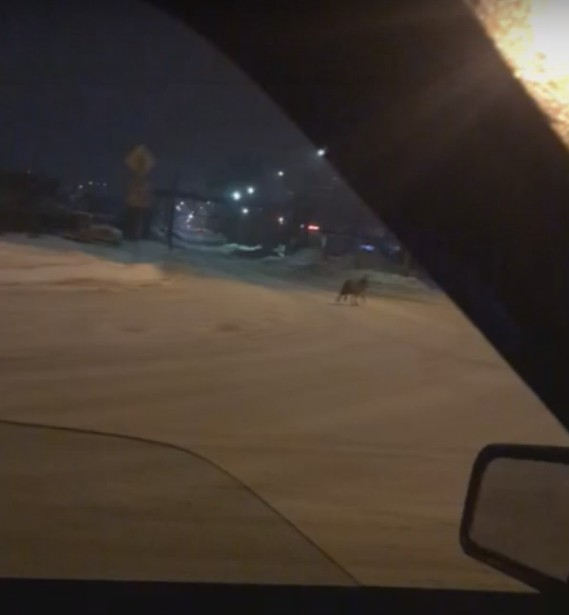 «На перекрестке стоял волк»: сыктывкарец заснял зверя на видео