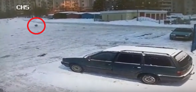 «Волк бегал прямо между жилых домов»: сыктывкарцы засняли хищника на видео