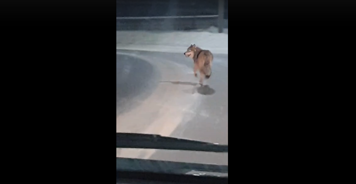 Сыктывкарцы составили полную карту мест, где видели волка