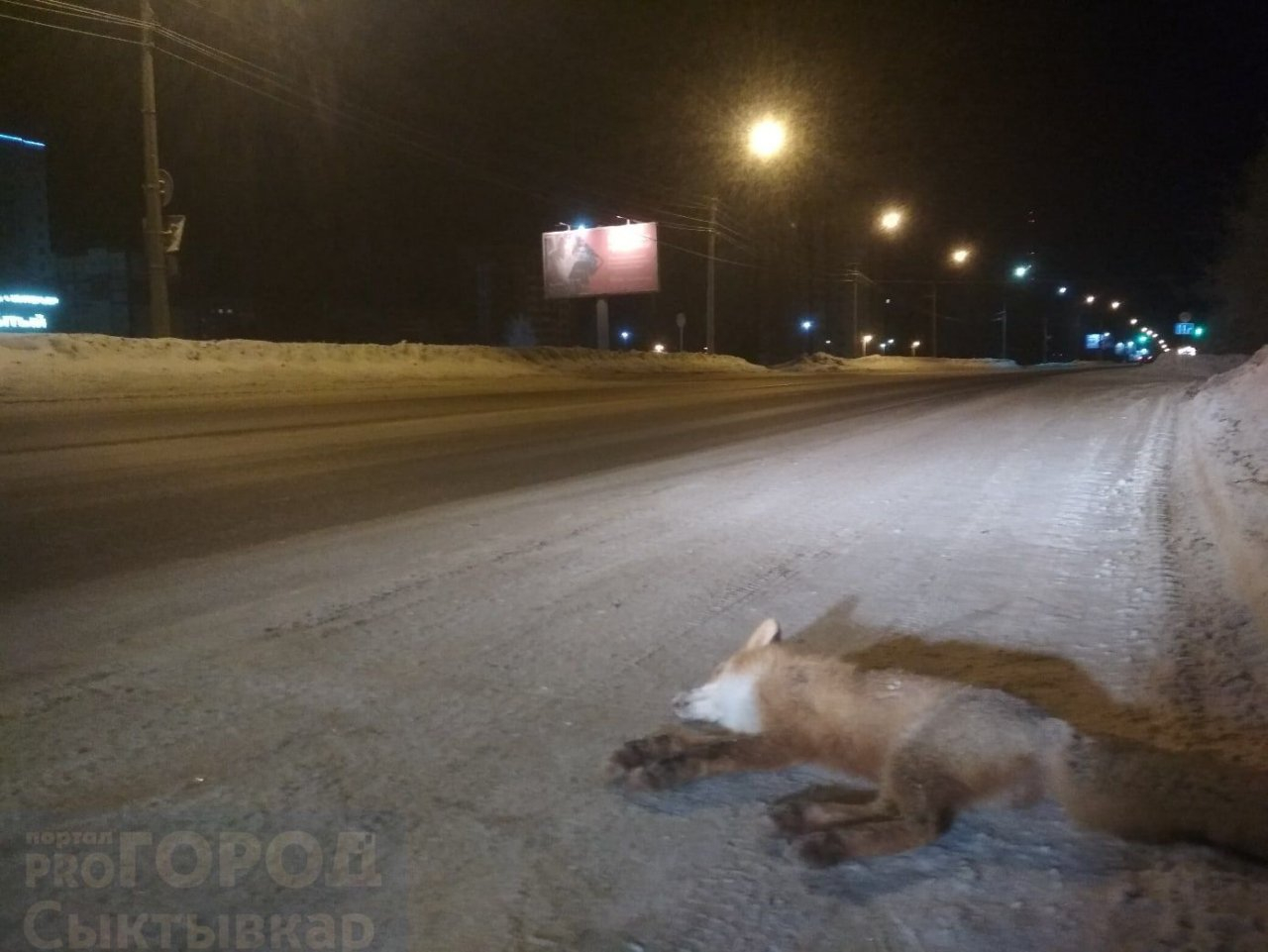 В Сыктывкаре сбили лису и бросили ее тело прямо на обочине (фото)