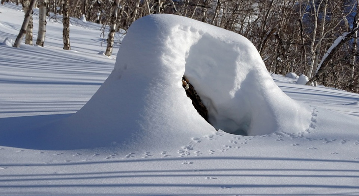 В Коми собаки откопали в снегу обезглавленное тело