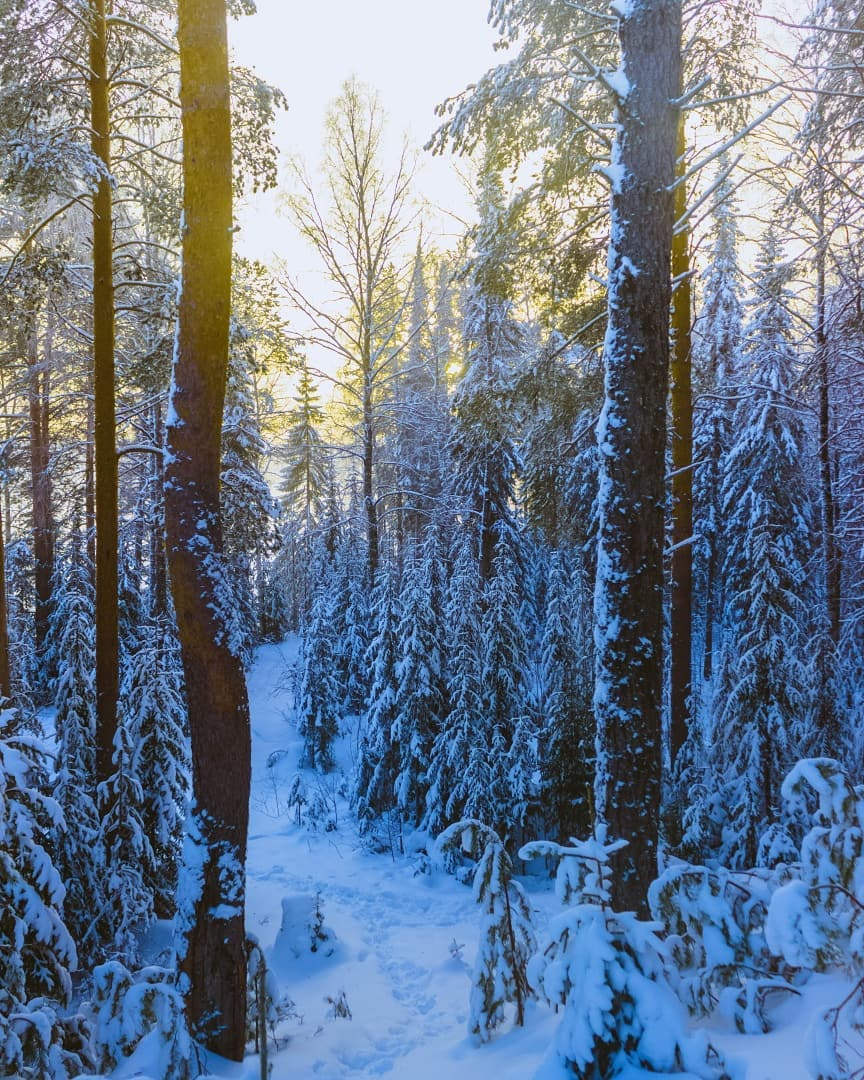 Фото дня: закат в зачаровывающем лесу в Сыктывкаре