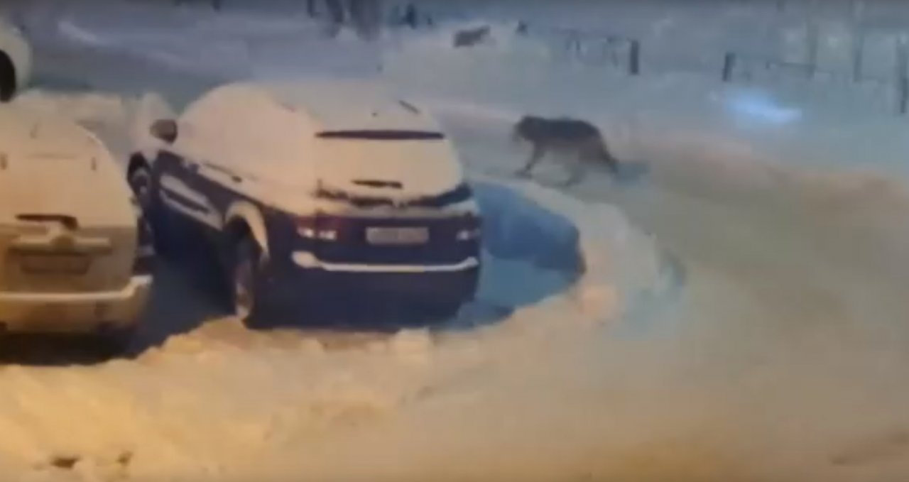 Сыктывкарцев напугал зверь, который разгуливал по их двору (видео)