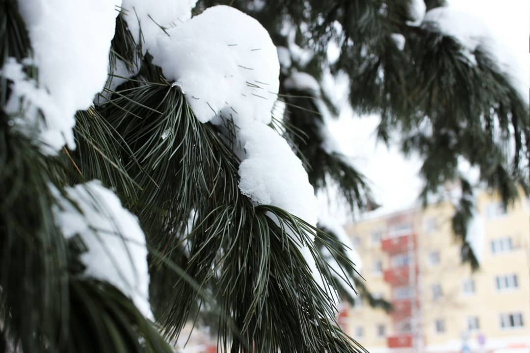 Фото дня в Сыктывкаре: частичка леса в сердце города