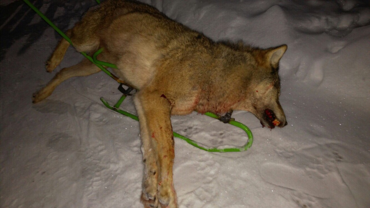 Житель Коми выследил волчицу, которая пришла в его село (фото)